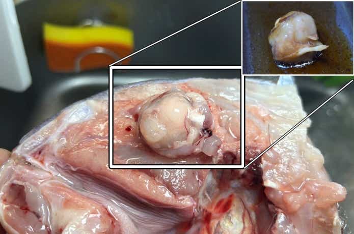 魚の目の裏側
