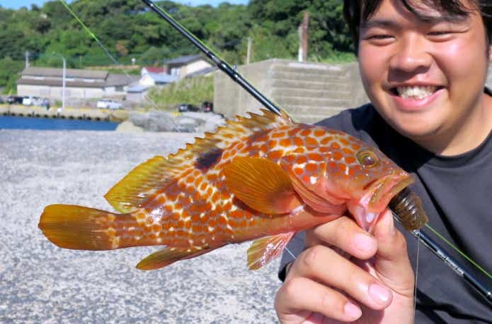 日本海に多く生息するキジハタ
