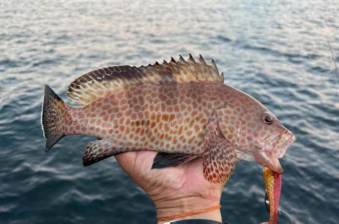 ルアーに食らいついたオオモンハタ