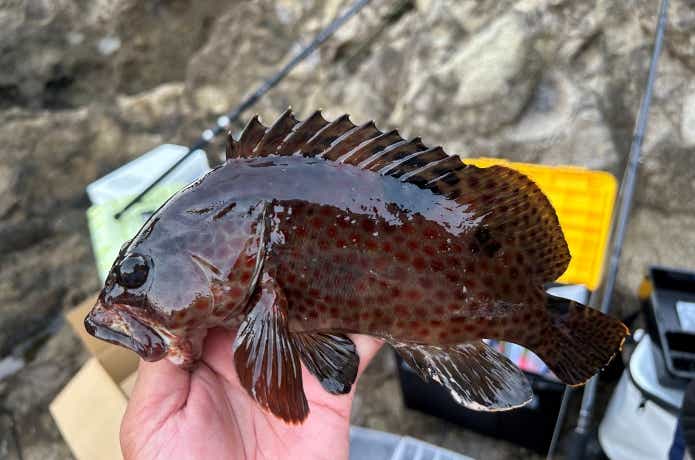 伊豆で釣り上げられたノミノクチ