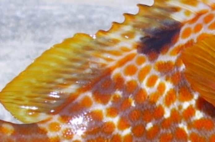 堤防釣りで釣れたキジハタ