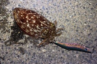 春イカだけじゃない！釣ったコウイカで作る「自家製塩辛」が旨すぎた
