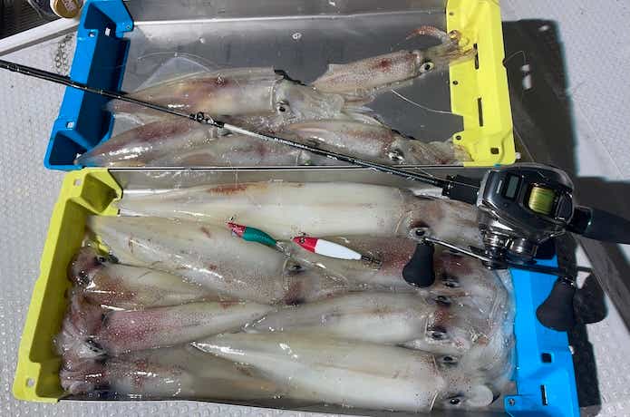 イカメタルの釣果