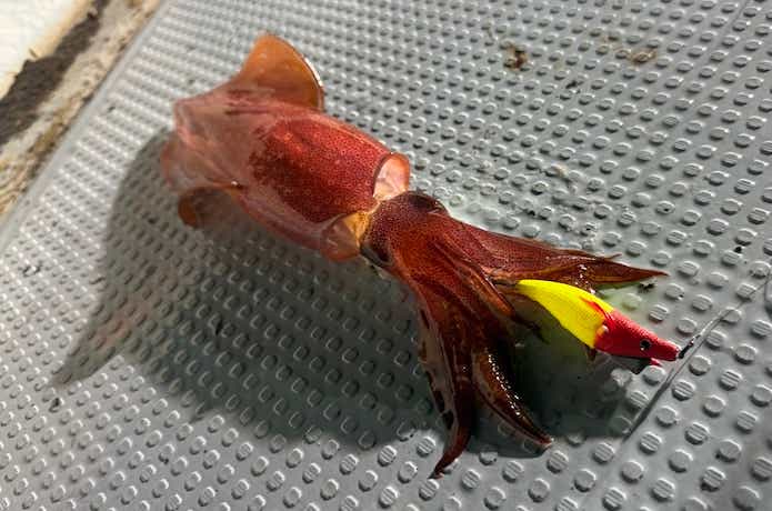 イカメタル