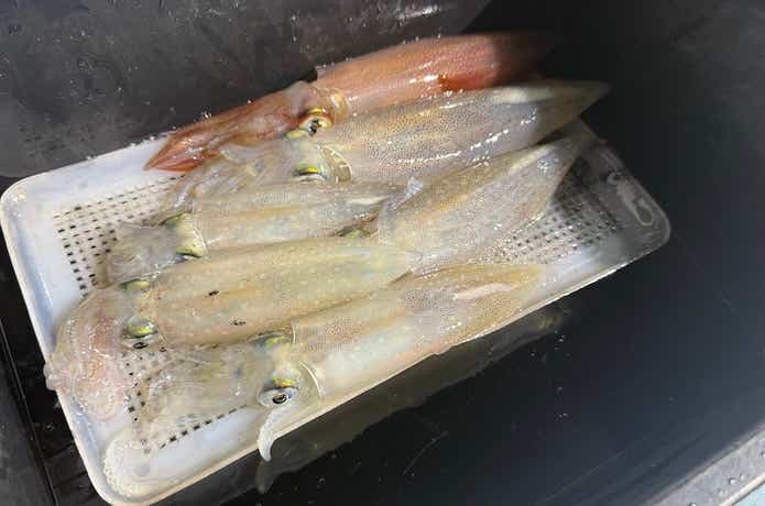 イカメタルの釣果