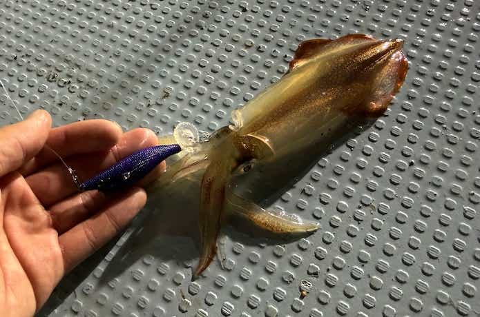 当日のヒットカラー