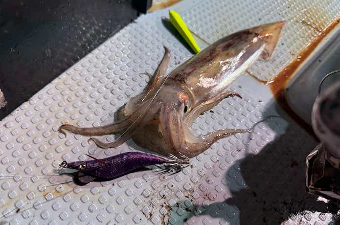 オモリグで釣れたスルメイカ