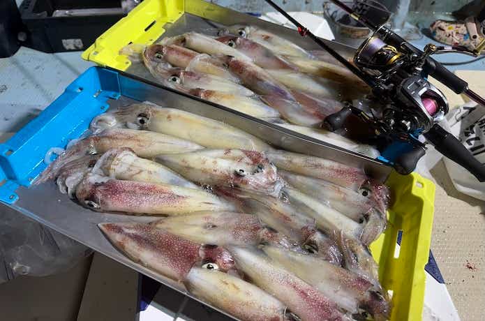 イカメタルの釣果