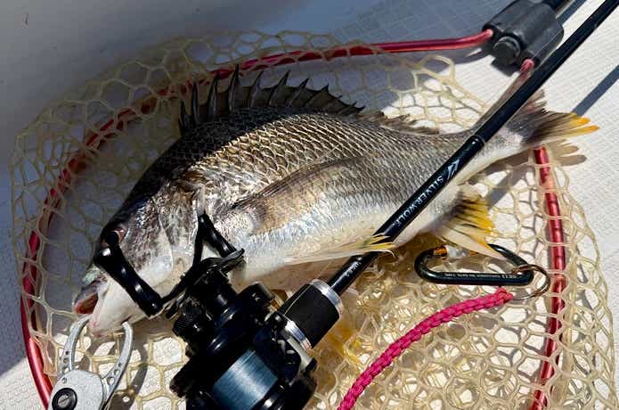 キビレの釣果写真