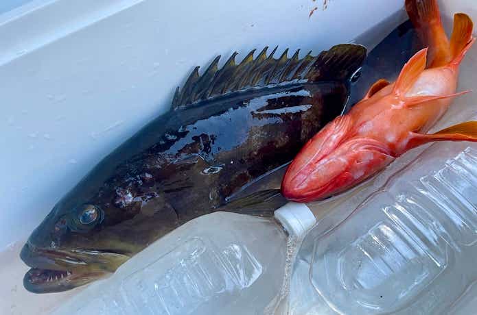大型魚が釣れても安心