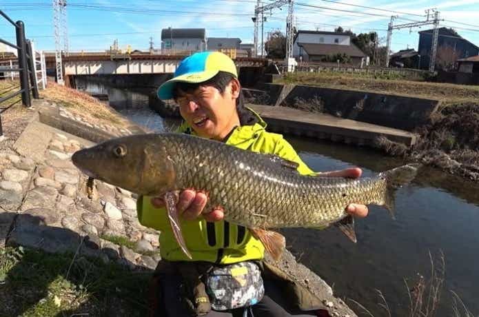 都市型河川で釣った臭かったニゴイ