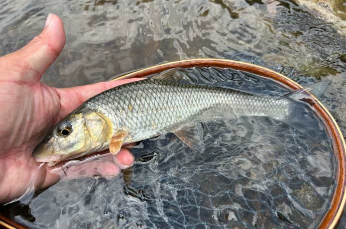 清流で釣れた小さなニゴイ