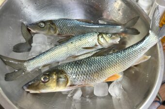 ニゴイはまずい？いや、“うまいニゴイ”を食べていないだけかもしれない