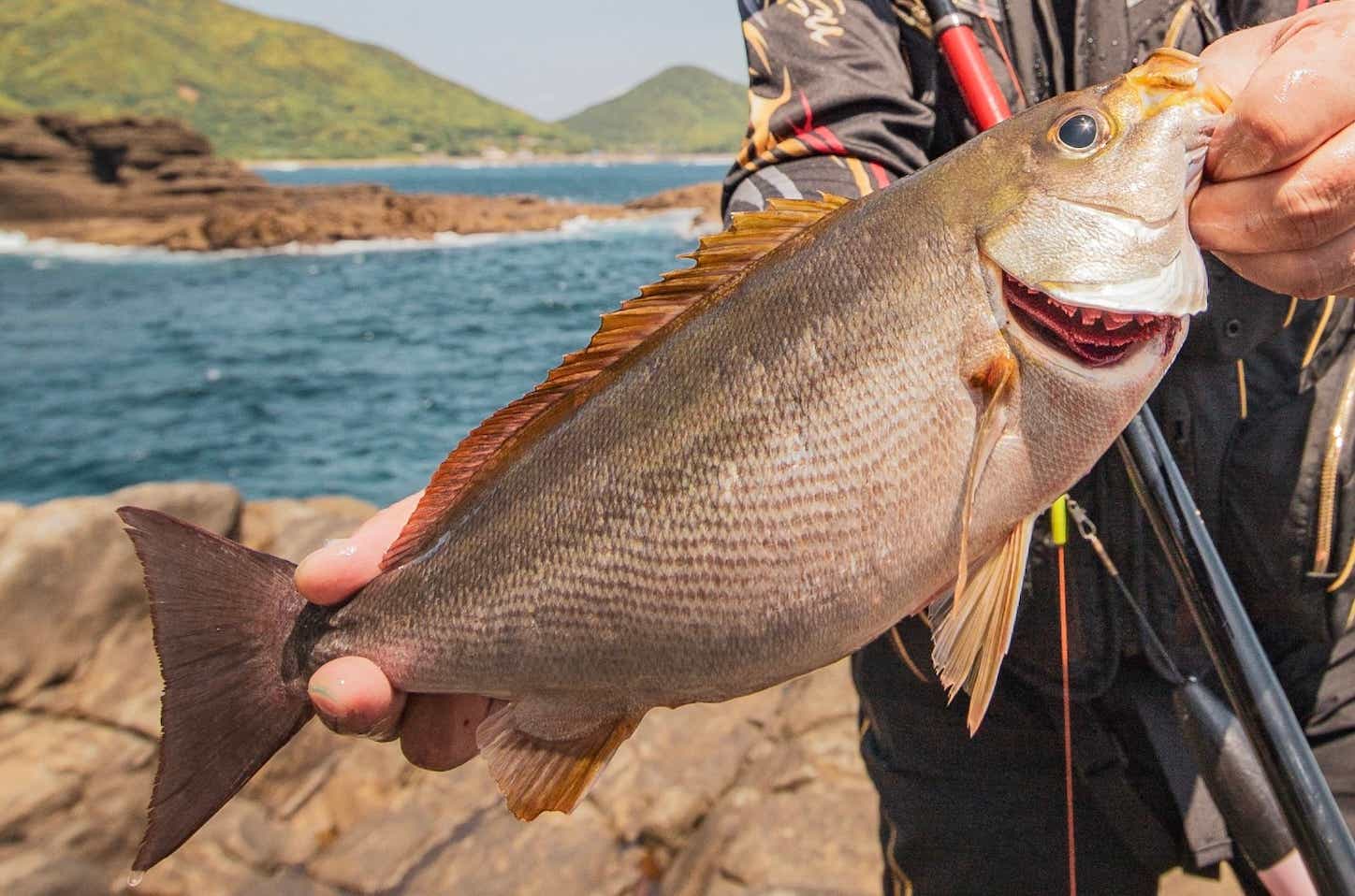 カゴスペシャル5での釣果イメージ