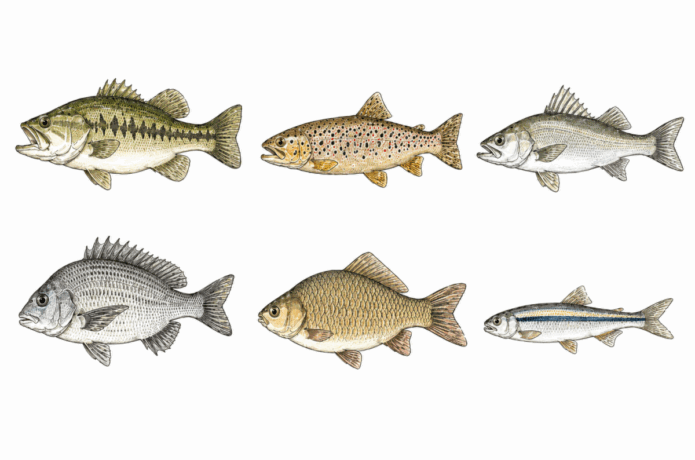 「食べないのになぜ釣るの？」への返し39連発。真面目に答える気はありません