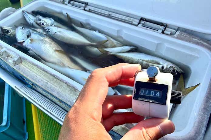 午後アジでの104匹の釣果