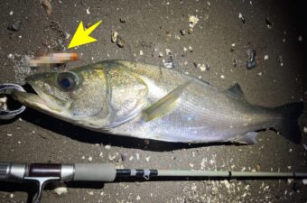 信じられないほどバイト連発！使い込んで分かった“これでしか釣れない”ルアー