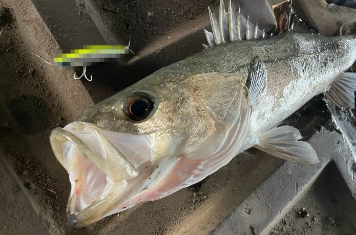 釣れなかった私を変えた“あのルアー”がサイズダウン。1投目から答えが出た