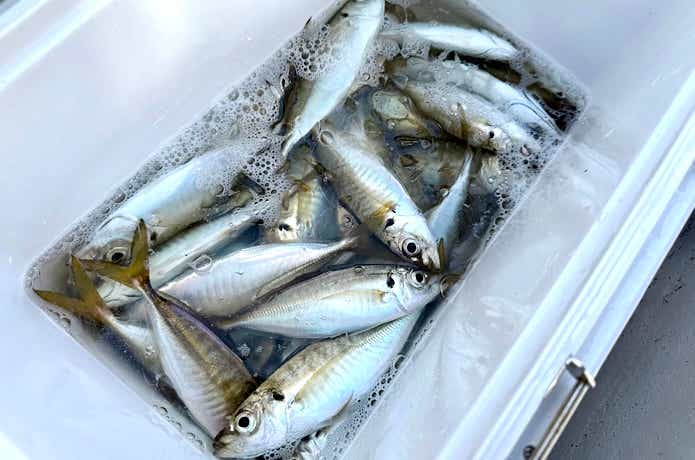 突如入れ食いに