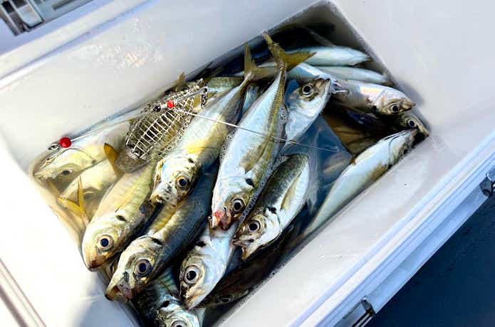 最終的な釣果